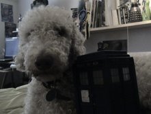 Bo the Dog and Flight Control Tardis